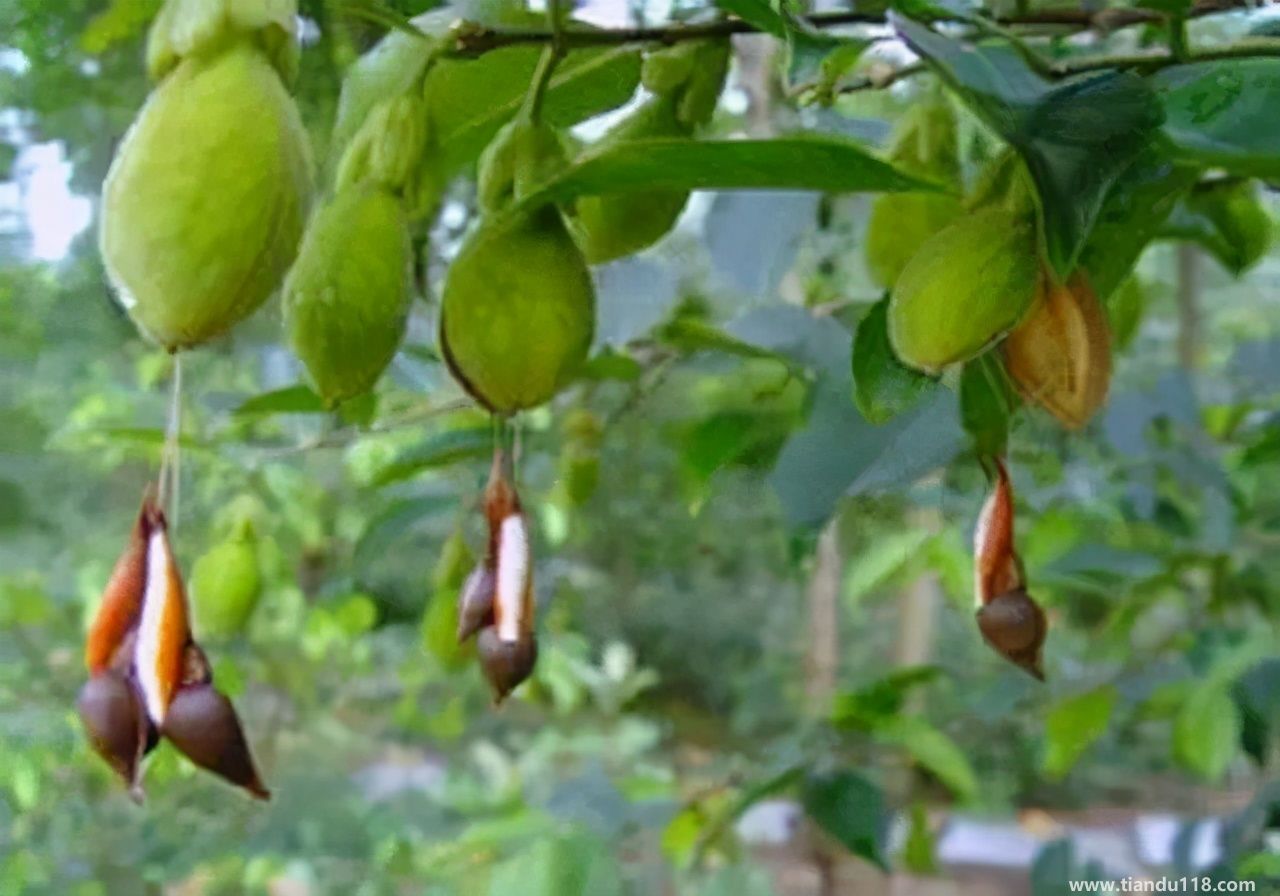 香港十大特產(chǎn)你吃過嗎？大灣網(wǎng)帶你來看看有哪些