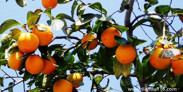 湖南邵陽這四種特產(chǎn)，遠(yuǎn)近聞名，看看你吃過哪幾種？