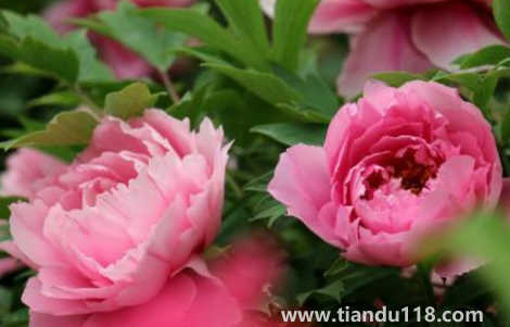 芍藥花骨朵幾天開花（芍藥花期一般開多長時間）