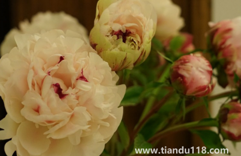 芍藥花骨朵幾天開花(芍藥花期一般開多長(zhǎng)時(shí)間)(圖2) 芍藥花骨朵幾天開花2