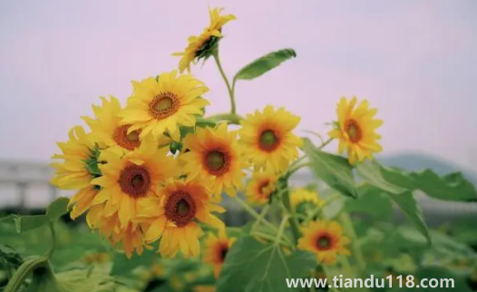 2022考送花一舉奪魁要幾朵向日葵(高考第幾天送向日葵好)(圖3) 2022考送花一舉奪魁要幾朵向日葵3