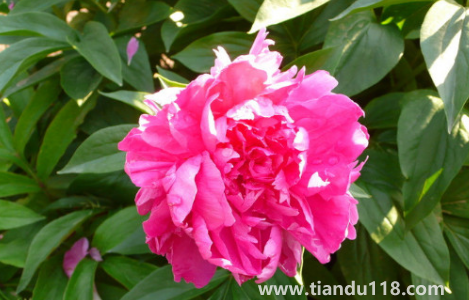 芍藥花花骨朵很多但不開(kāi)花(為什么芍藥花骨朵總是敗掉)(圖2) 芍藥花花骨朵很多但不開(kāi)花2