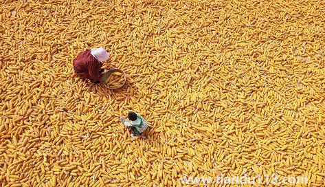 預(yù)言饑荒馬上要來了真的假的(中國(guó)是哪年鬧的饑荒)(圖1) 預(yù)言饑荒馬上要來了真的假的1