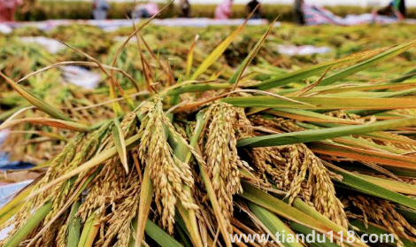 預(yù)言饑荒馬上要來了真的假的(中國(guó)是哪年鬧的饑荒)(圖2) 預(yù)言饑荒馬上要來了真的假的2