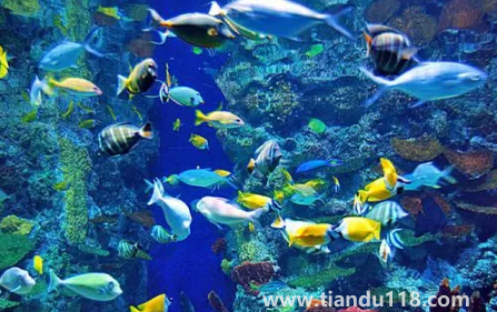 去海洋館穿藍(lán)色衣服好不好看(去海洋館衣服怎么穿)(圖1) 去海洋館穿藍(lán)色衣服好不好看1