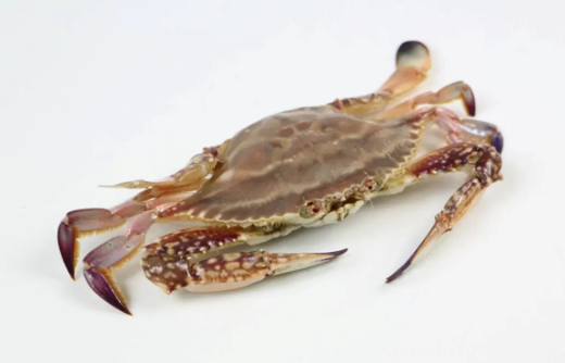 梭子蟹買(mǎi)回來(lái)沒(méi)多久就死了可以吃嗎(梭子蟹的做法推薦)(圖3) 梭子蟹買(mǎi)回來(lái)沒(méi)多久就死了可以吃嗎3