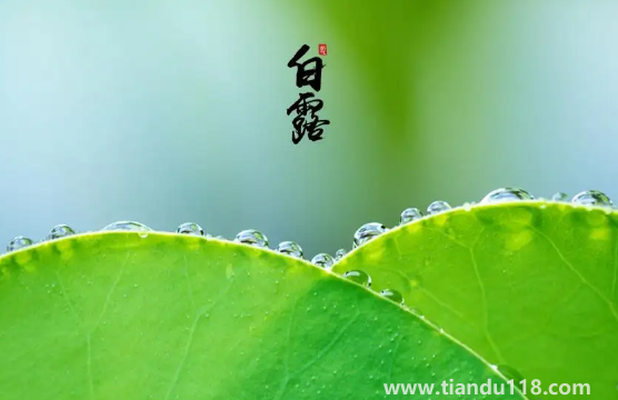 2022年白露在什么時間幾點(diǎn)幾分幾秒鐘(白露怎么養(yǎng)生)(圖3) 2022年白露在什么時間幾點(diǎn)幾分幾秒鐘3