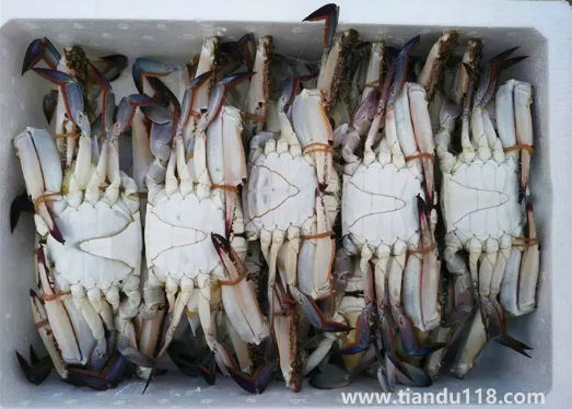 梭子蟹剛死放明天吃行嗎(梭子蟹怎么看死了多久)(圖3) 梭子蟹剛死放明天吃行嗎3