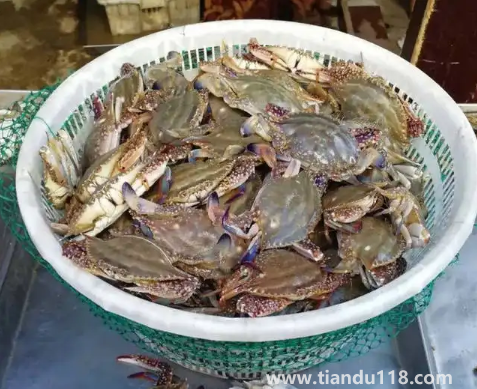 死梭子蟹吃了會有什么后果(吃梭子蟹的注意事項)(圖3) 死梭子蟹吃了會有什么后果3