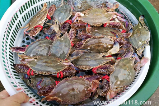 梭子蟹哪里的最出名(梭子蟹什么季節(jié)最肥)(圖3) 梭子蟹哪里的最出名3