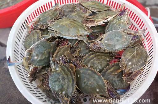 網(wǎng)上買梭子蟹為什么都是冷凍的(梭子蟹怎么保存較好)(圖2) 網(wǎng)上買梭子蟹為什么都是冷凍的2