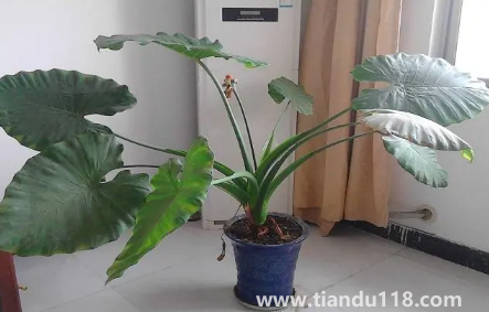 滴水觀音放家里能招財嗎(家里養(yǎng)滴水觀音的禁忌)(圖1) 滴水觀音放家里能招財嗎1