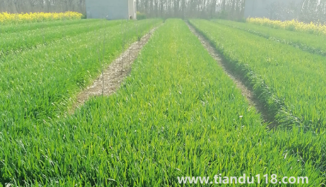 小麥是霜降之前種還是之后(霜降種麥的相關(guān)說法有哪些)(圖3) 小麥是霜降之前種還是之后3