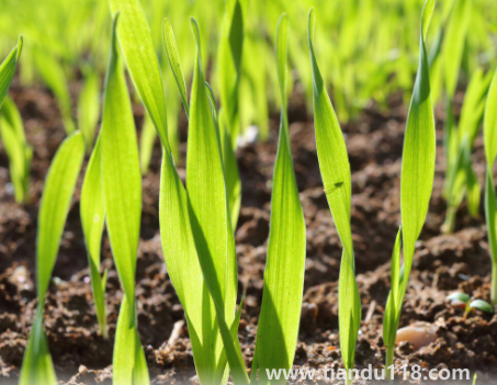 小麥是霜降之前種還是之后(霜降種麥的相關(guān)說法有哪些)(圖1) 小麥是霜降之前種還是之后1