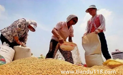 小麥是霜降之前種還是之后(霜降種麥的相關(guān)說法有哪些)(圖2) 小麥是霜降之前種還是之后2