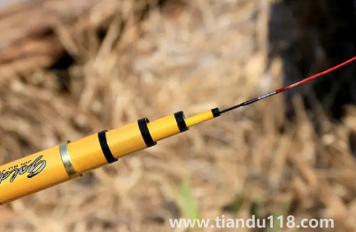 鯉魚可以隨便紋嗎（紋鯉魚哪些是要注意的）