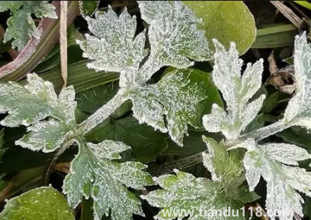 2022年霜凍會早來還是晚來(霜凍和霜降有啥不一樣)(圖3) 2022年霜凍會早來還是晚來3