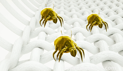 吹風(fēng)機能殺死螨蟲嗎2