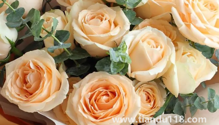 網(wǎng)上買的鮮花回來怎么泡好(網(wǎng)購鮮花為什么要醒花)(圖2) 網(wǎng)上買的鮮花回來怎么泡好2