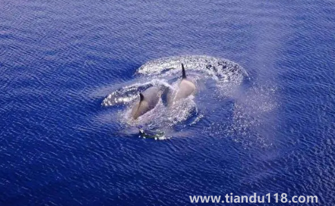 大白鯊真的打不過虎鯨嗎(虎鯊和虎鯨誰厲害)(圖3) 大白鯊真的打不過虎鯨嗎3
