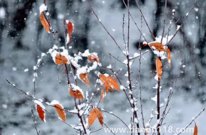 2022小雪節(jié)氣是初冬嗎(小雪節(jié)氣宜什么不宜什么)(圖3) 2022小雪節(jié)氣是初冬嗎3