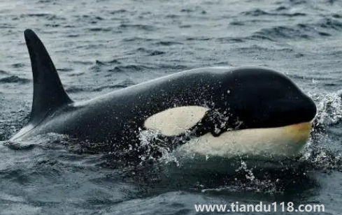 虎鯨現(xiàn)在全世界還剩幾只(中國海域有虎鯨嗎)(圖3) 虎鯨現(xiàn)在全世界還剩幾只3