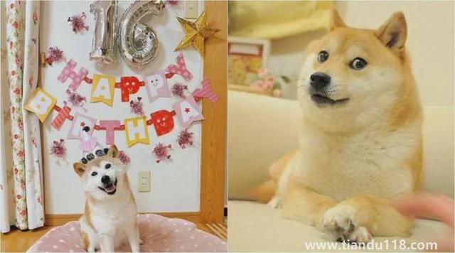 Doge表情包原型柴犬患白血病和肝?。ㄔ摬袢蔷W(wǎng)絡(luò)流行表情包“Doge”的原型）