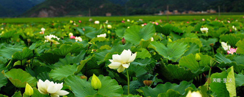 普者黑荷花是什么季節(jié)開的 普者黑荷花是哪個(gè)季節(jié)開的(圖1) 普者黑荷花是什么季節(jié)開的